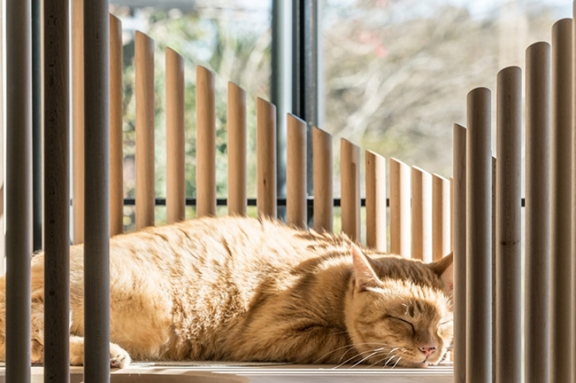Casa de gato de mármol y madera por medio millón de rublos