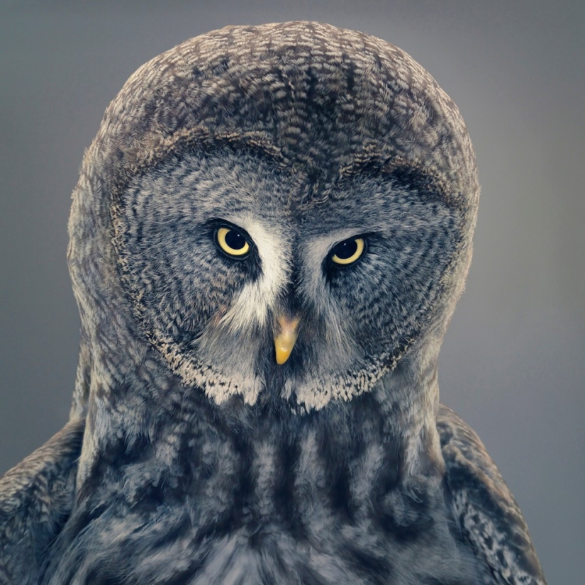 Casi como personas. Animales en imágenes por Tim Flach Casi como personas. Animales en imágenes por Tim Flach