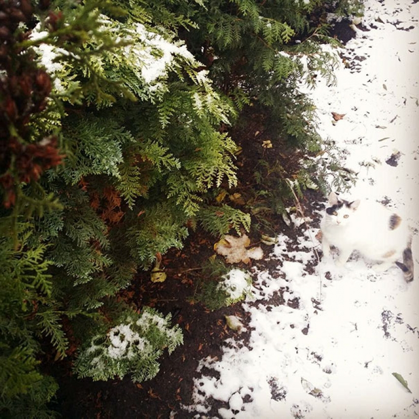 Cats that perfectly disguise themselves Cats that perfectly disguise themselves