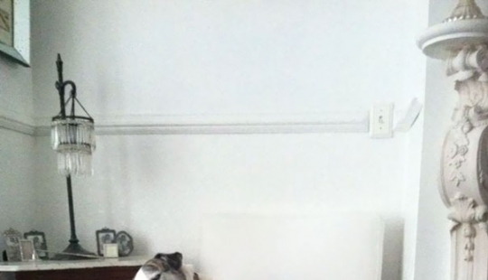 Cats that perfectly disguise themselves