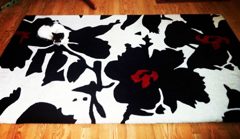 Cats that perfectly disguise themselves Cats that perfectly disguise themselves