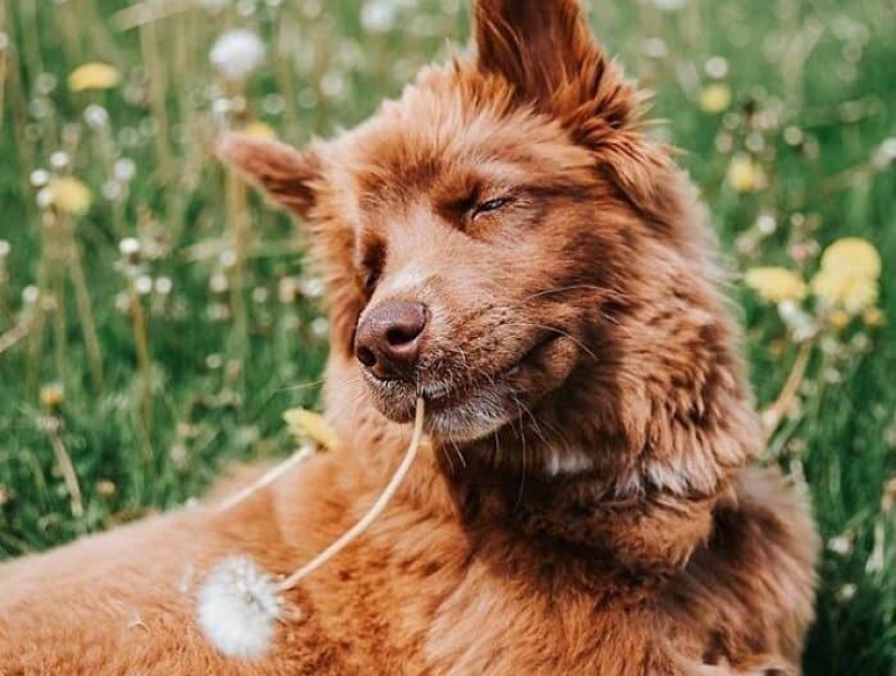 Chocolate husky de calabaza, la gana los corazones de Instagram
