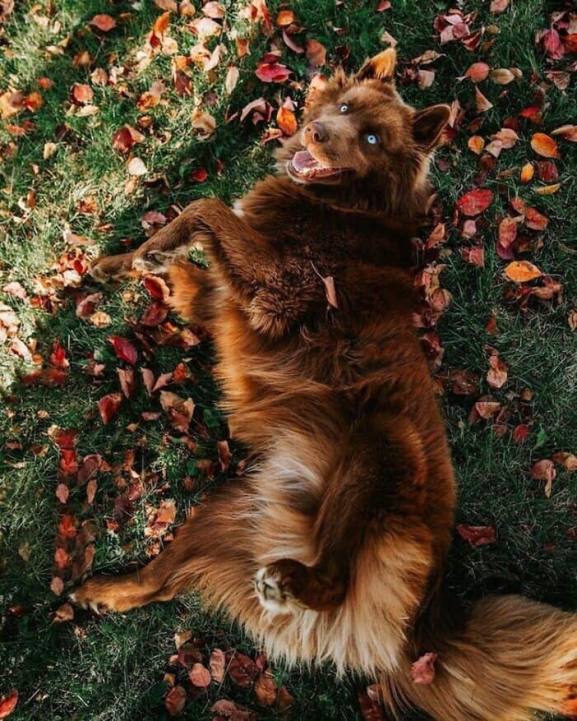 Chocolate husky de calabaza, la gana los corazones de Instagram