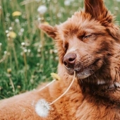 Chocolate husky de calabaza, la gana los corazones de Instagram
