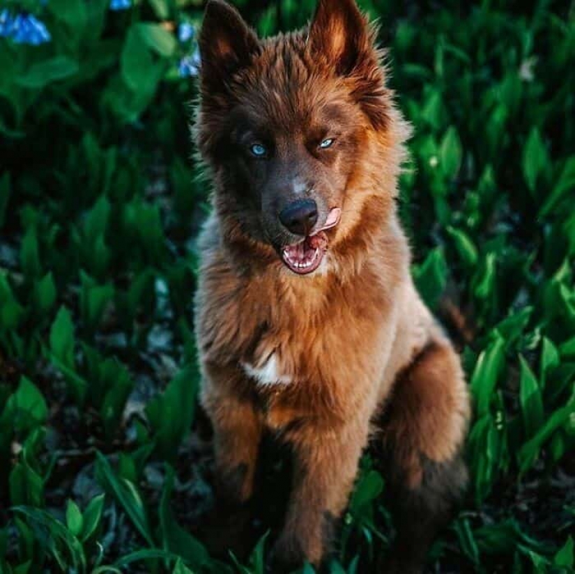 Chocolate husky de calabaza, la gana los corazones de Instagram