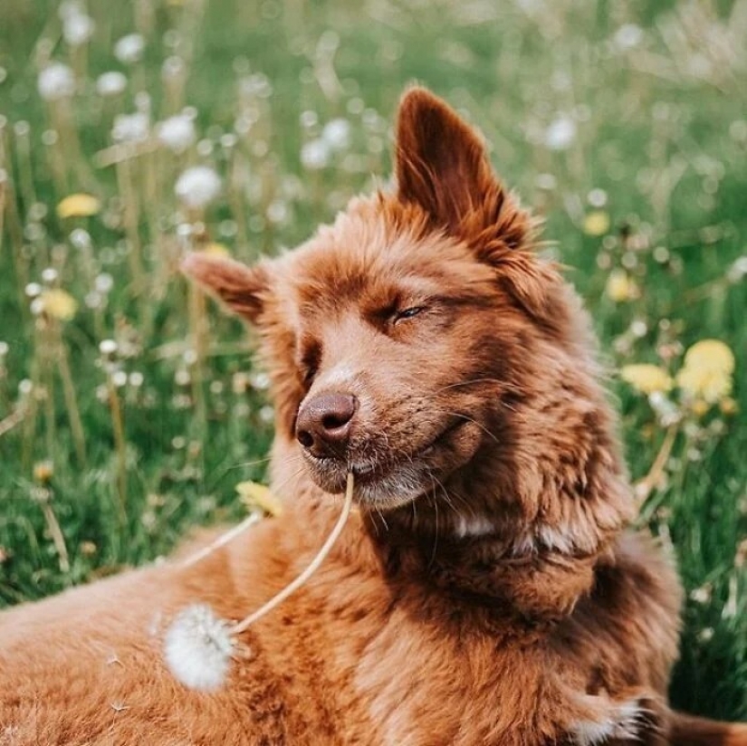 Chocolate husky de calabaza, la gana los corazones de Instagram
