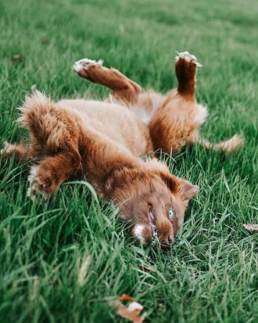 Chocolate husky pumpkin you up, wins the hearts of Instagram Chocolate husky pumpkin you up, wins the hearts of Instagram
