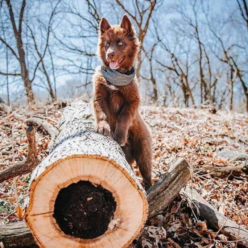 Chocolate husky pumpkin you up, wins the hearts of Instagram Chocolate husky pumpkin you up, wins the hearts of Instagram