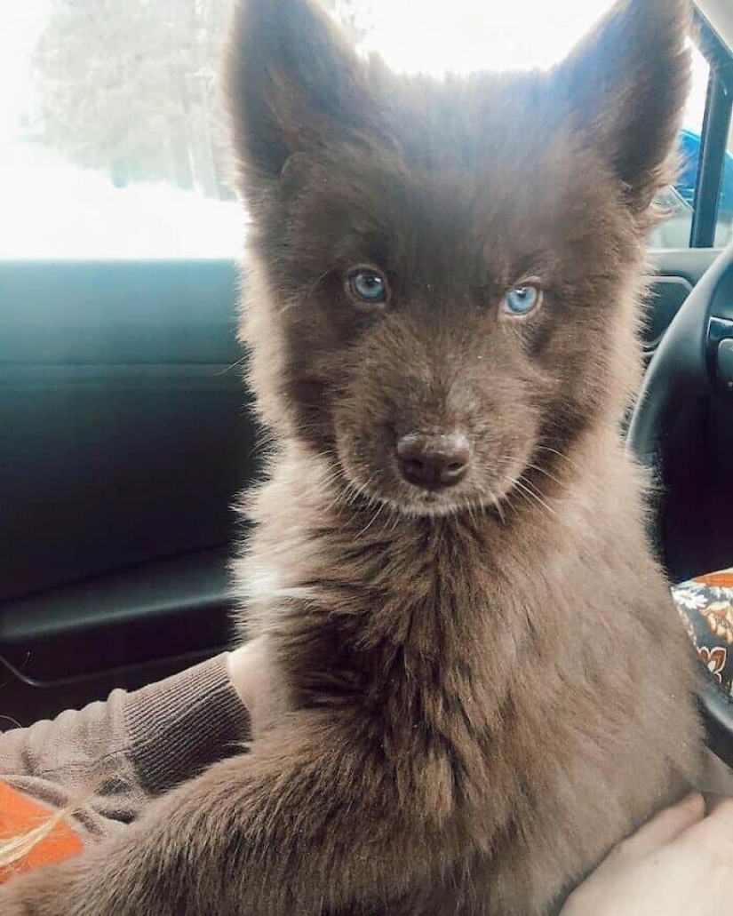 Chocolate husky pumpkin you up, wins the hearts of Instagram Chocolate husky pumpkin you up, wins the hearts of Instagram