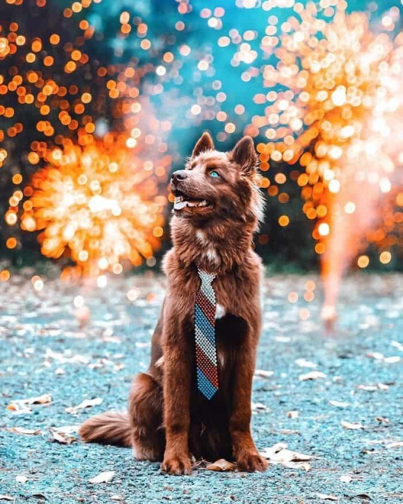 Chocolate husky pumpkin you up, wins the hearts of Instagram Chocolate husky pumpkin you up, wins the hearts of Instagram