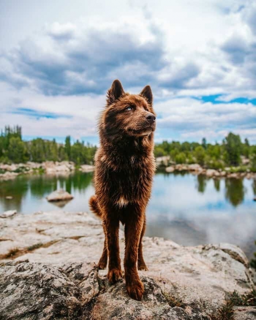 Chocolate husky pumpkin you up, wins the hearts of Instagram Chocolate husky pumpkin you up, wins the hearts of Instagram