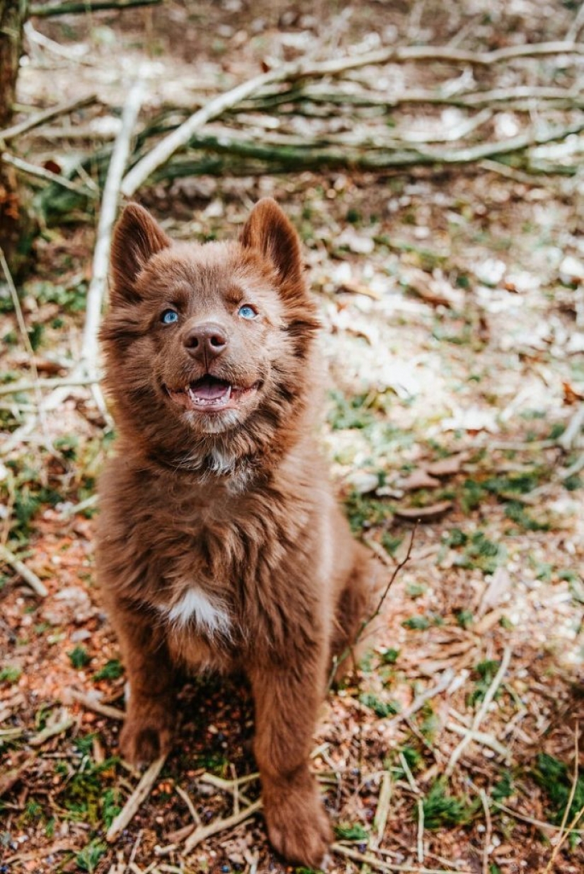 Chocolate husky pumpkin you up, wins the hearts of Instagram Chocolate husky pumpkin you up, wins the hearts of Instagram