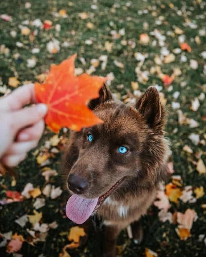 Chocolate husky pumpkin you up, wins the hearts of Instagram Chocolate husky pumpkin you up, wins the hearts of Instagram