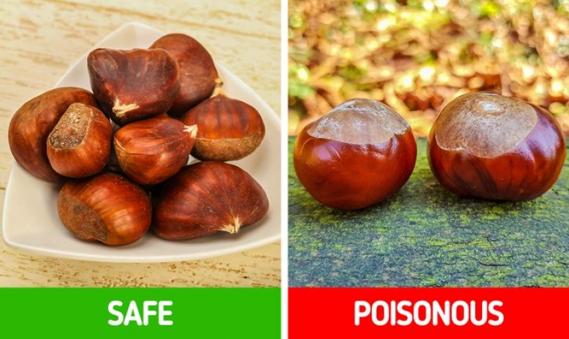 Cómo distinguir 6 pares de plantas que son fáciles de confundir entre sí Cómo distinguir 6 pares de plantas que son fáciles de confundir entre sí