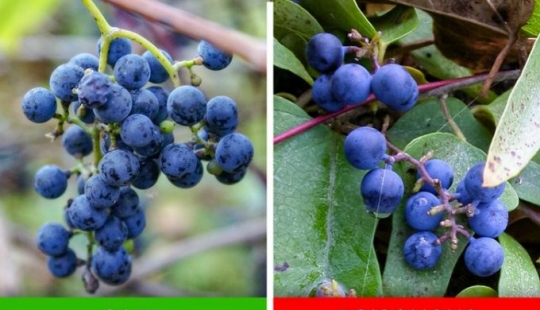 Cómo distinguir 6 pares de plantas que son fáciles de confundir entre sí Cómo distinguir 6 pares de plantas que son fáciles de confundir entre sí