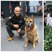 Cómo el perro Rambo olió una plantación de marihuana a través de un agujero en la pared del gimnasio