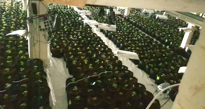 Cómo el perro Rambo olió una plantación de marihuana a través de un agujero en la pared del gimnasio