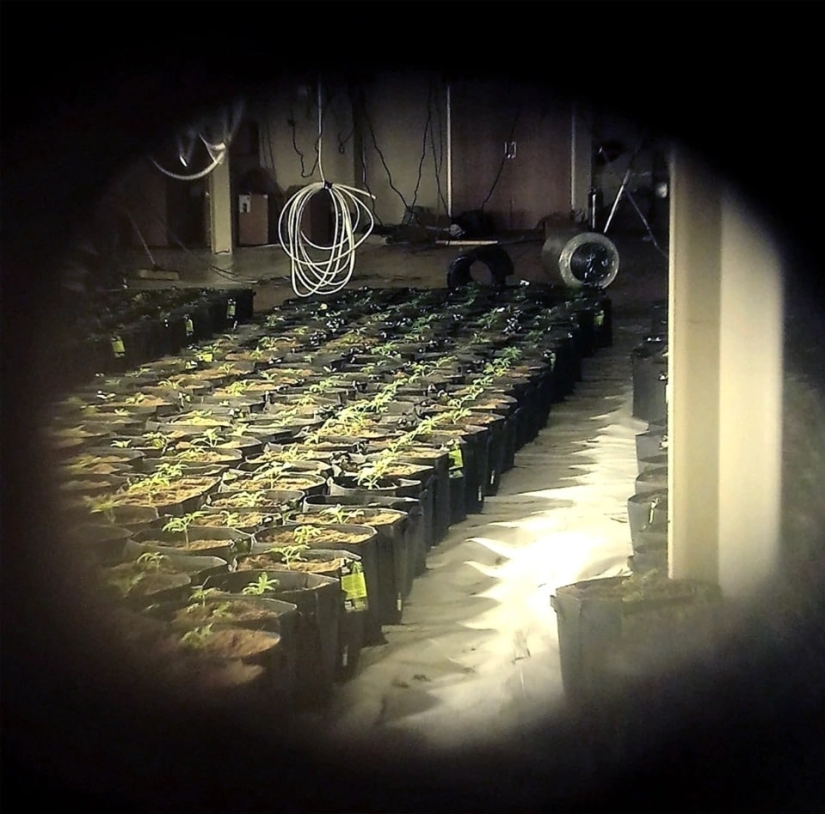 Cómo el perro Rambo olió una plantación de marihuana a través de un agujero en la pared del gimnasio