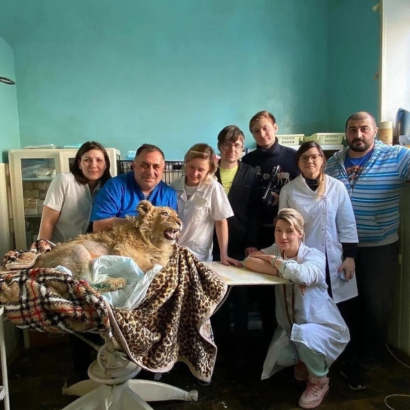 Cómo fue rescatado el cachorro de león Simba, cuyos dueños le rompieron las patas para que pudiera ser fotografiado con turistas