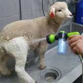¿Cómo funciona el único cafés en Seúl, donde se puede beber café con blanco esponjoso ovejas