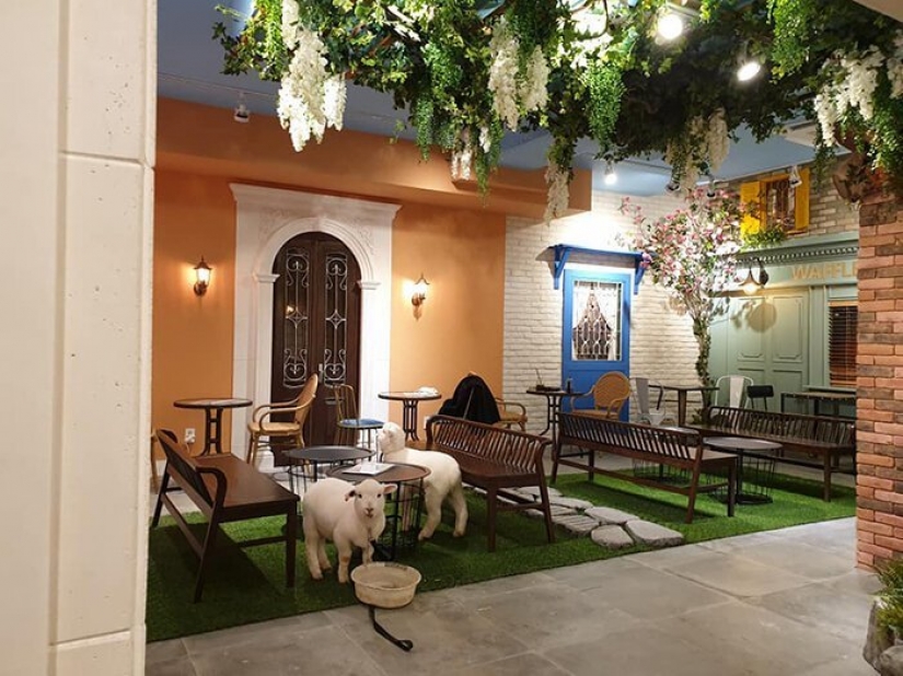 ¿Cómo funciona el único cafés en Seúl, donde se puede beber café con blanco esponjoso ovejas