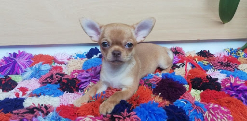 Cómo Jean-Claude Van Damme salvó un paraíso de cachorros Chihuahua de la muerte Cómo Jean-Claude Van Damme salvó un paraíso de cachorros Chihuahua de la muerte