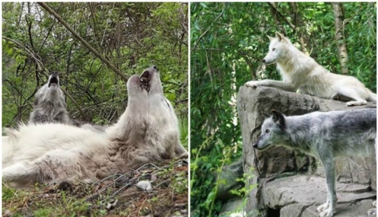 Cómo se comportan los lobos más perezosos del mundo Cómo se comportan los lobos más perezosos del mundo