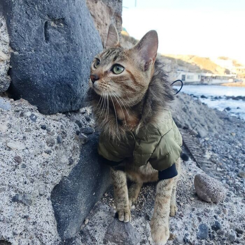 Cómo un gato y su hombre circunnavegan el mundo en una bicicleta