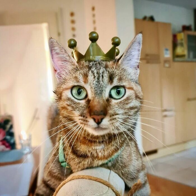 Cómo un gato y su hombre circunnavegan el mundo en una bicicleta