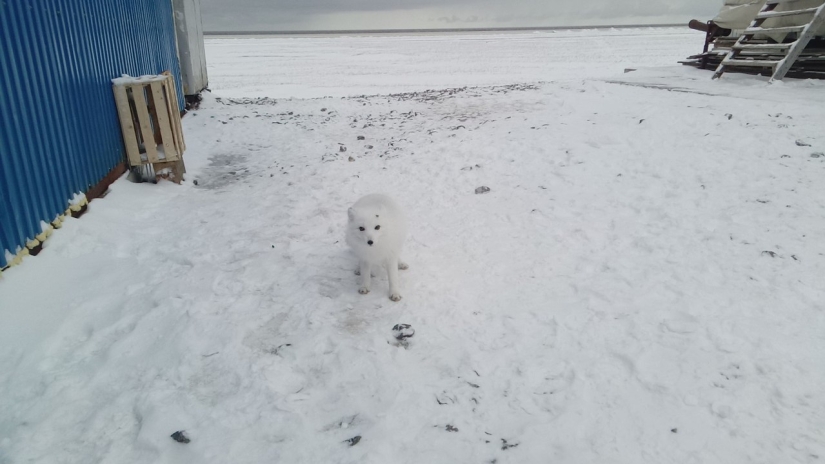 ¿Cómo vive el asentamiento de turno cerrado Sabetta en el Extremo Norte