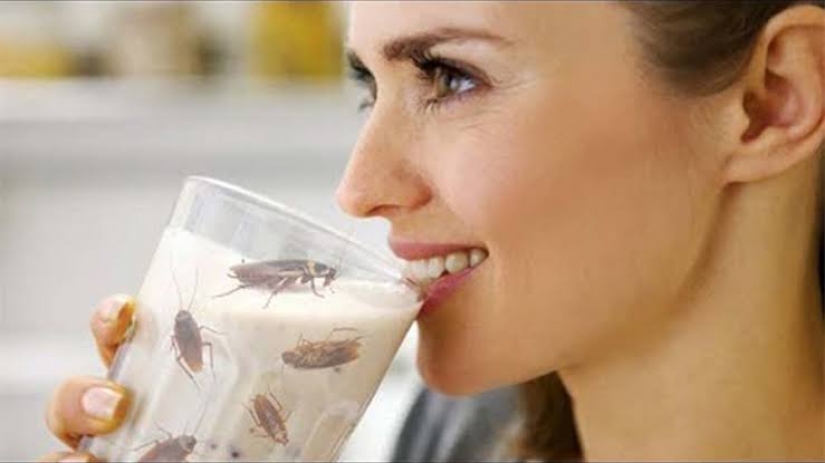 Cockroach milk is the elixir of health