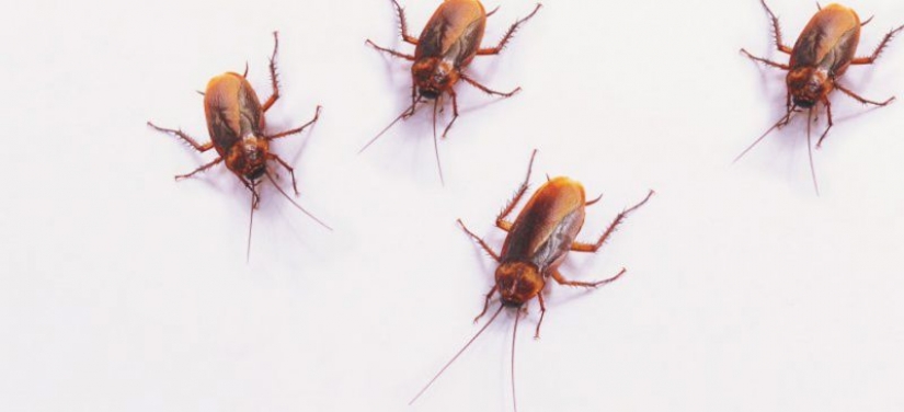 Cockroach milk is the elixir of health