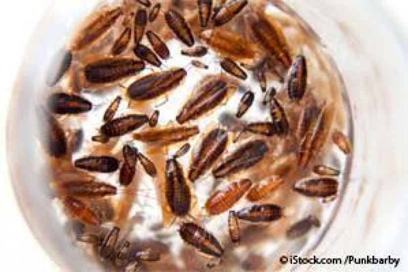 Cockroach milk is the elixir of health