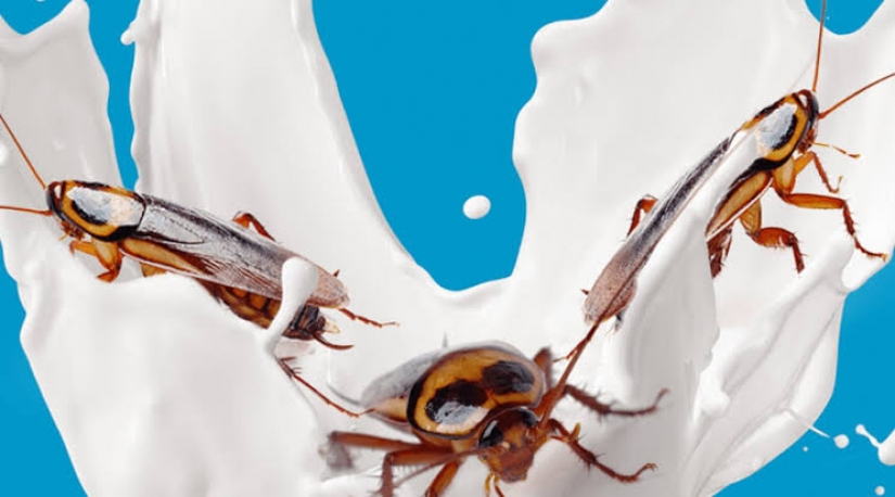 Cockroach milk is the elixir of health