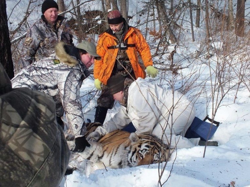 Como derechos de los animales casi destruyó el último de los tigres de Amur