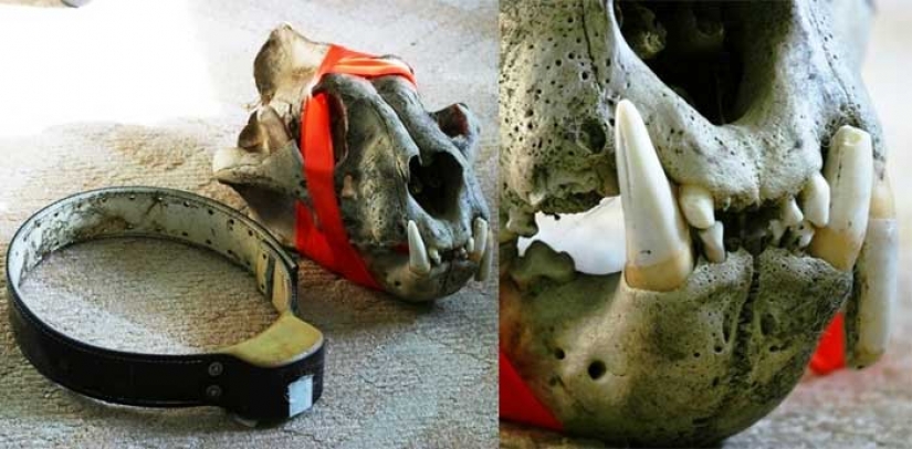 Como derechos de los animales casi destruyó el último de los tigres de Amur