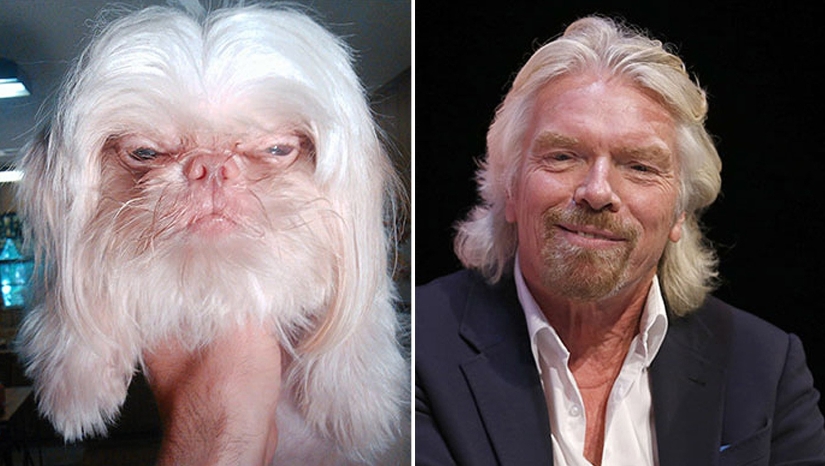 "Como dos gotas de agua": las celebridades y sus cuatro patas contrapartes