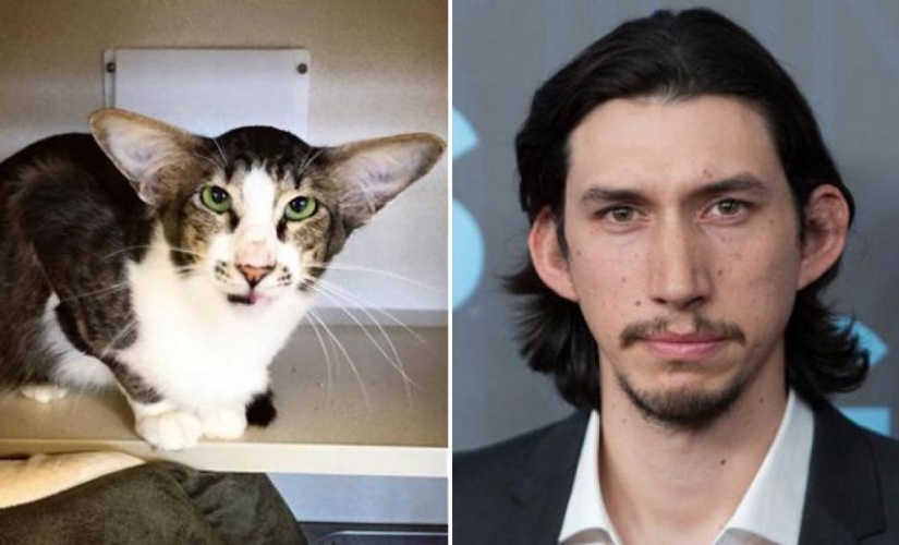 "Como dos gotas de agua": las celebridades y sus cuatro patas contrapartes