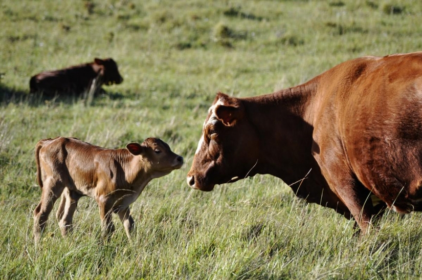 Como en diferentes países del mundo están luchando con una resaca Como en diferentes países del mundo están luchando con una resaca