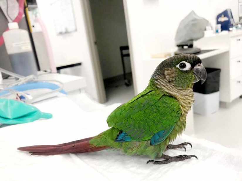 Como un veterinario de Australia cosido parrot nuevas alas Como un veterinario de Australia cosido parrot nuevas alas