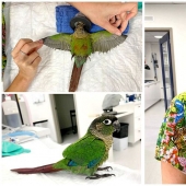Como un veterinario de Australia cosido parrot nuevas alas