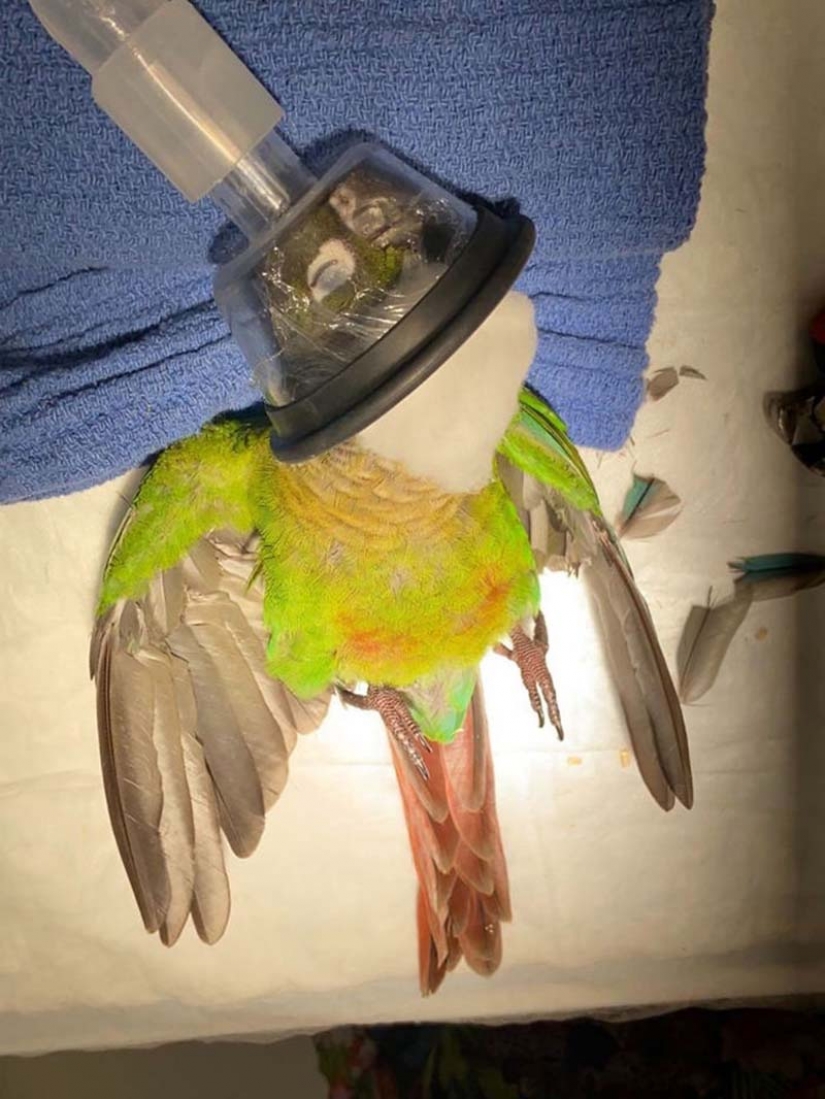 Como un veterinario de Australia cosido parrot nuevas alas Como un veterinario de Australia cosido parrot nuevas alas