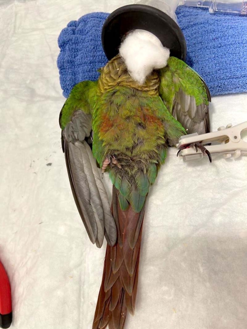 Como un veterinario de Australia cosido parrot nuevas alas Como un veterinario de Australia cosido parrot nuevas alas