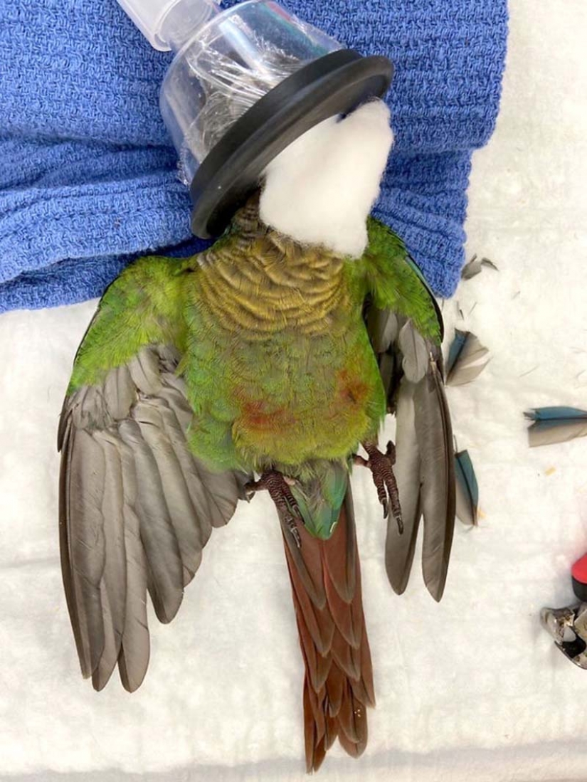 Como un veterinario de Australia cosido parrot nuevas alas Como un veterinario de Australia cosido parrot nuevas alas