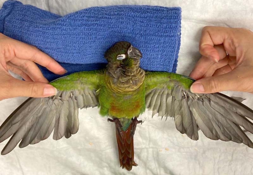 Como un veterinario de Australia cosido parrot nuevas alas Como un veterinario de Australia cosido parrot nuevas alas