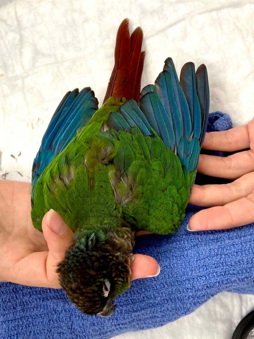 Como un veterinario de Australia cosido parrot nuevas alas Como un veterinario de Australia cosido parrot nuevas alas