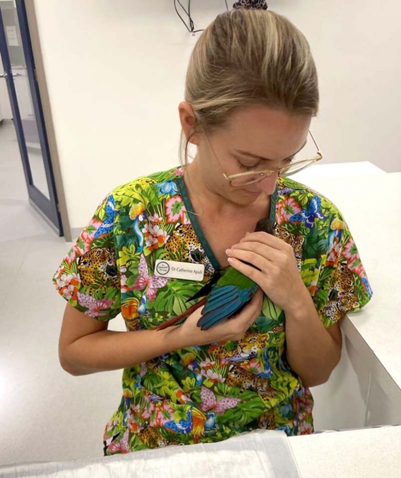 Como un veterinario de Australia cosido parrot nuevas alas Como un veterinario de Australia cosido parrot nuevas alas