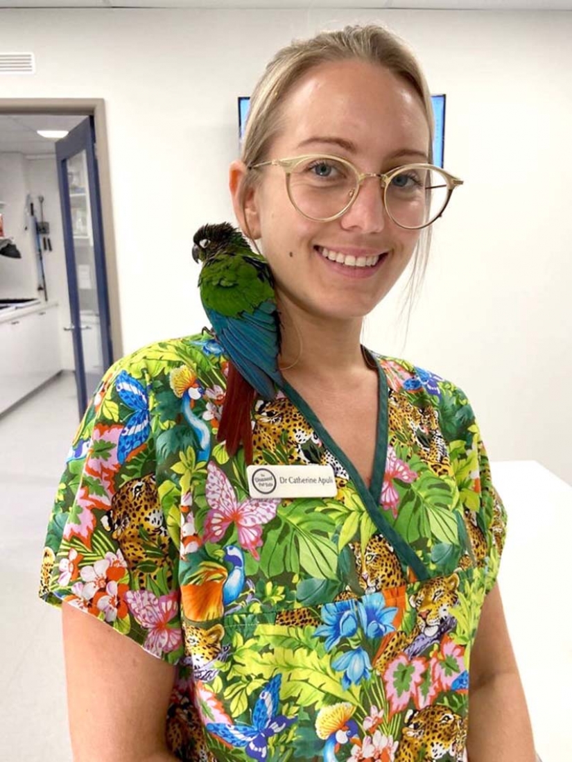 Como un veterinario de Australia cosido parrot nuevas alas Como un veterinario de Australia cosido parrot nuevas alas