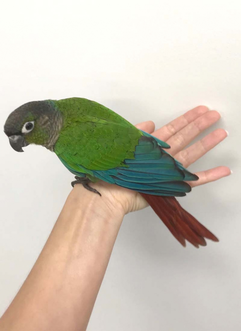 Como un veterinario de Australia cosido parrot nuevas alas Como un veterinario de Australia cosido parrot nuevas alas