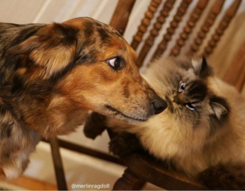 Conoce a Merlín, el gato que odia todo y a todos